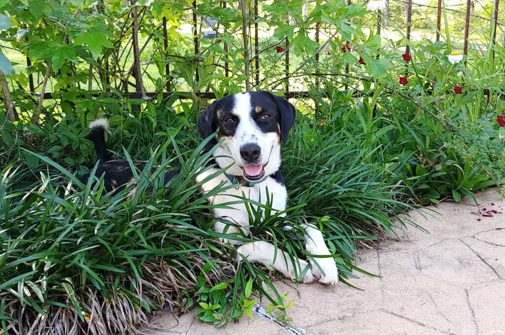 a photo of a black and white dog among tall grass