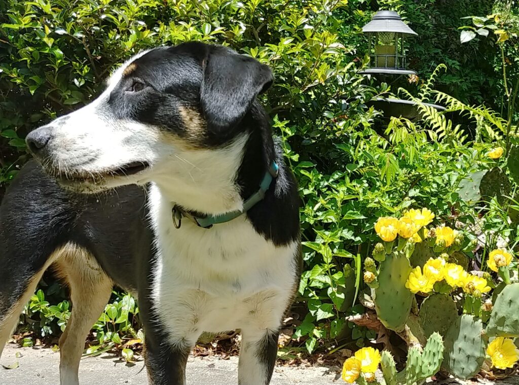 a photo of a black and white dog looking left, among green brushes and yellow flowers